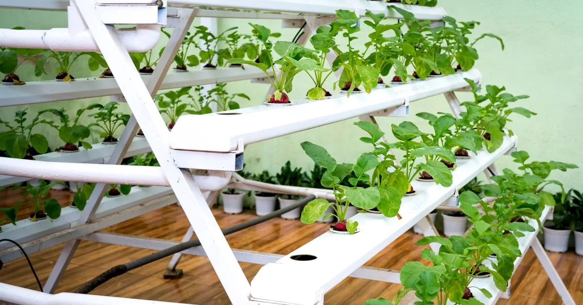 découvrez les meilleures pratiques et techniques pour optimiser l'aquaponie, alliant culture de plantes et élevage de poissons pour un système durable et efficace.