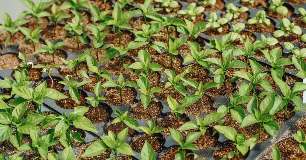 optimisez votre système d’aquaponie pour une production durable et efficace alliant agriculture et aquaculture.