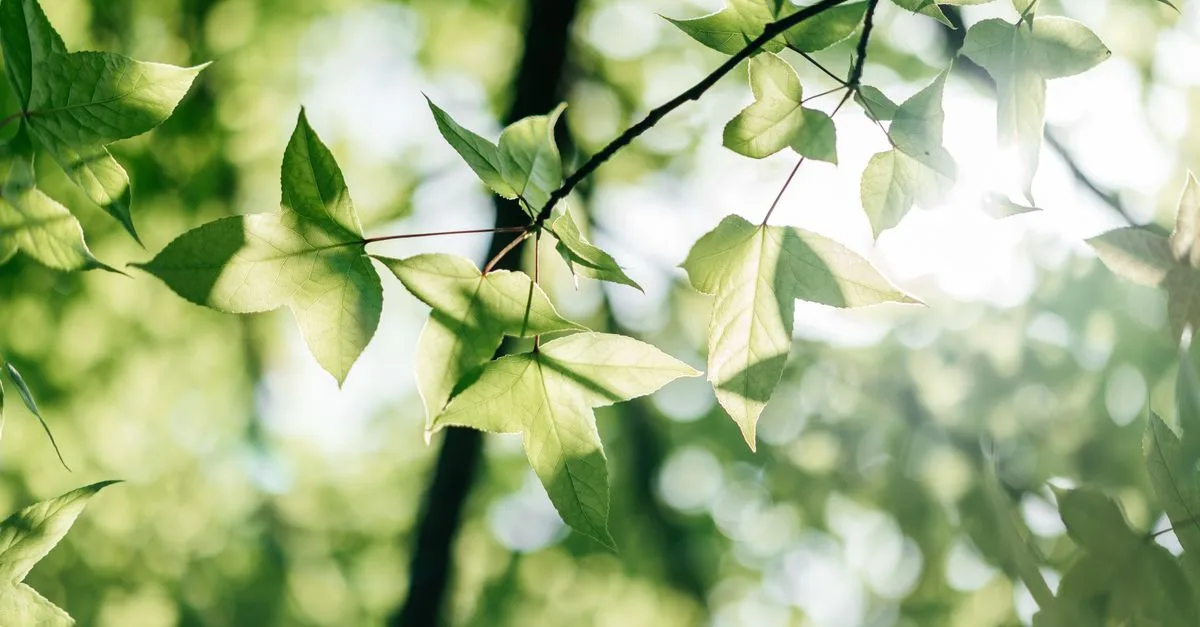 découvrez les réglementations environnementales essentielles pour protéger la nature et assurer un développement durable dans tous les secteurs.
