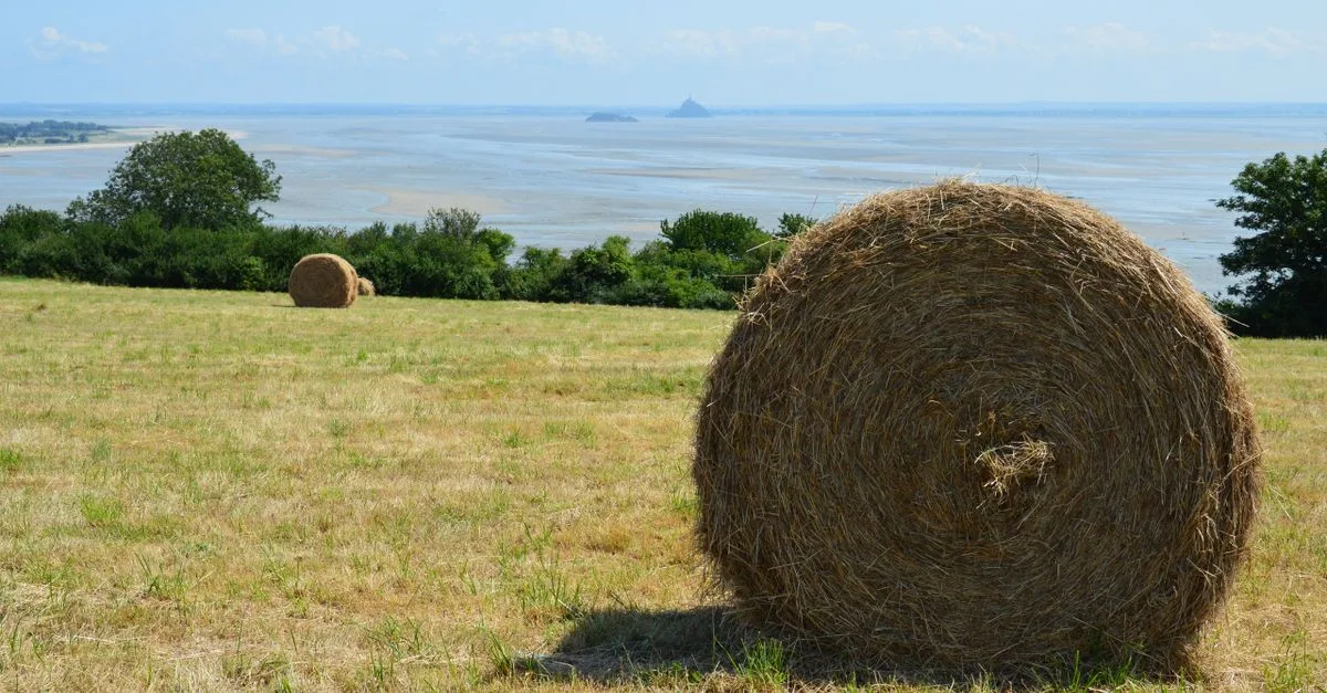 découvrez la gastronomie normande, ses spécialités culinaires uniques et ses saveurs authentiques pour un voyage gustatif inoubliable en normandie.