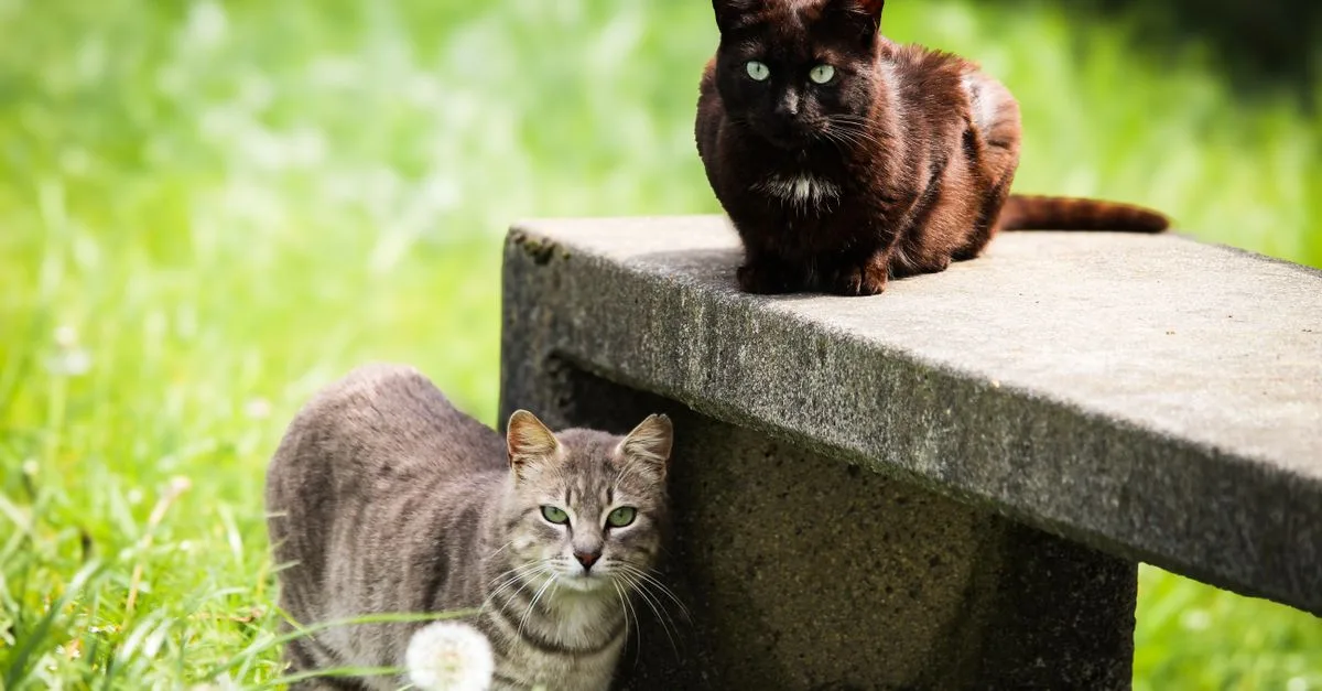 découvrez des conseils pratiques pour une coexistence harmonieuse avec votre chat, favorisant bien-être et complicité au quotidien.